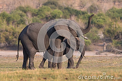 Mother sounding off with her trunk with baby Stock Photo