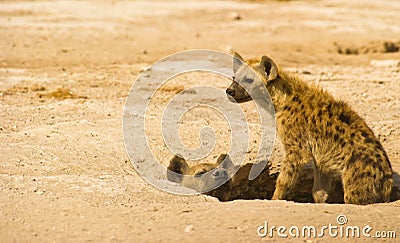 A mother Spotted Hyena and her cub Stock Photo