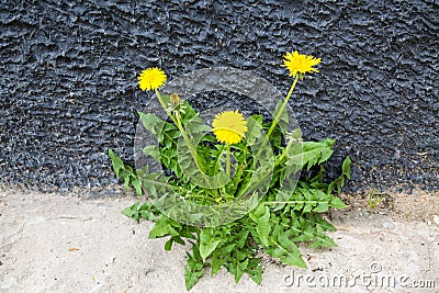 Mother-stepmother flowers located between the concrete and the black wall of the building on a clear sunny day. Nature flora Stock Photo