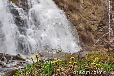 Mother-and-stepmother yellow flowers waterfall spring Stock Photo