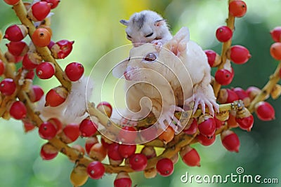 A mother sugar glider is foraging on a vine in the woods while holding her baby. Stock Photo
