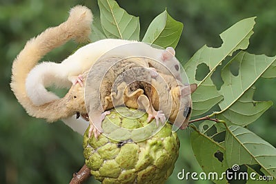 A mother sugar glider holding her baby is eating a custard apple. Stock Photo