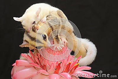 A mother sugar glider holds her baby to protect her baby from predators. Stock Photo