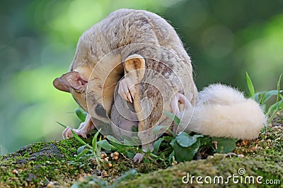 A mother sugar glider is looking for food while holding her two babies. Stock Photo