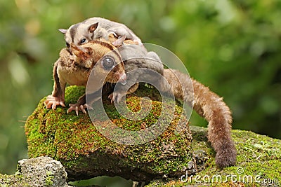 A mother sugar glider is looking for food while holding her two babies. Stock Photo