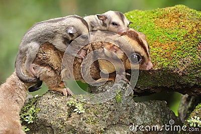 A mother sugar glider is looking for food while holding her two babies. Stock Photo