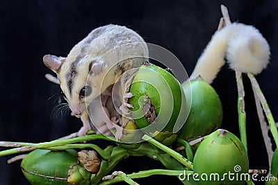 A mother sugar glider is looking for food while holding her two babies. Stock Photo