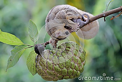 A mother sugar glider is looking for food while holding her two babies. Stock Photo