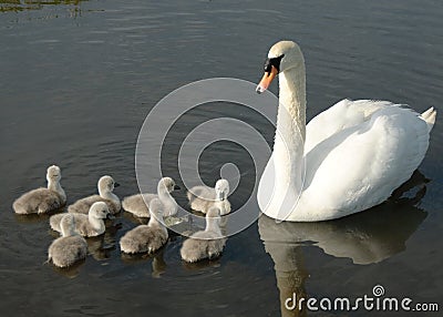 Mother swan and het cygnets Stock Photo