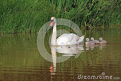 Mother swan with little babys Stock Photo