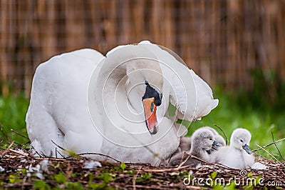 Mother swan and little swans nature Stock Photo
