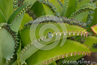 Mother of Thousands Plant Stock Photo