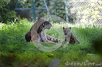 Mother and tiger cub. Stock Photo