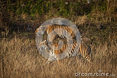 Mother tiger with her cub in the wild stalking prey at dhikala zone of jim corbett national park Stock Photo