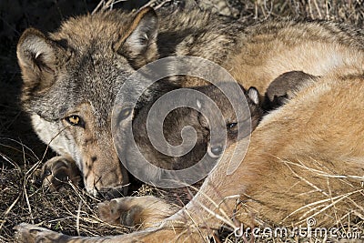 Mother timber wolf watching over pups Stock Photo