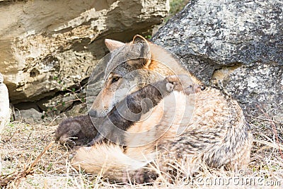 Mother wolf and pups Stock Photo