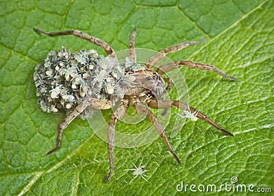 Mother wolf spider with babies Stock Photo