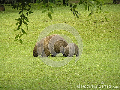 A mother Wombat and baby Stock Photo