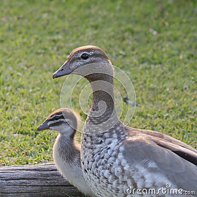 Mother Duck and Baby Wood Duck Close Up - Birds of Australia Stock Photo