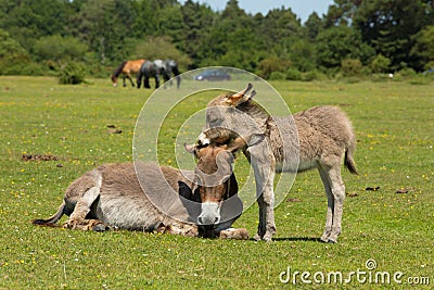Mother and young baby donkey offspring showing love and affection in the New Forest Hampshire England UK Stock Photo