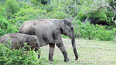 Mother and young elephant Stock Photo