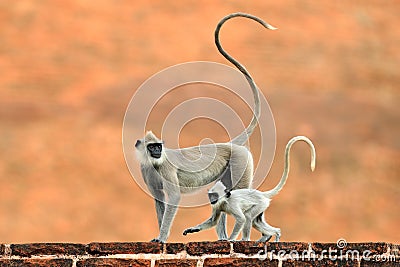 Mother and young running. Wildlife of Sri Lanka. Common Langur, Semnopithecus entellus, monkey on the orange brick building, natur Stock Photo