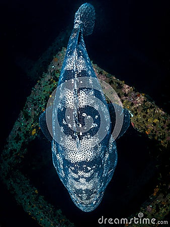 Malabar Grouper Motherlode Stock Photo