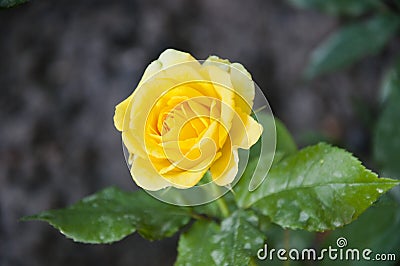 Mothers day gift. yellow rose flower Stock Photo