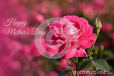 Mothers day card. Pink rose blossoming flower bud closeup on sunset on blurred field of roses natural background Stock Photo