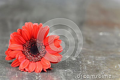 Mothers Day or Womens Day flower. Gerbera daisy on rusty background with copy space Stock Photo