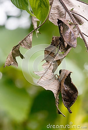 Moths Stock Photo