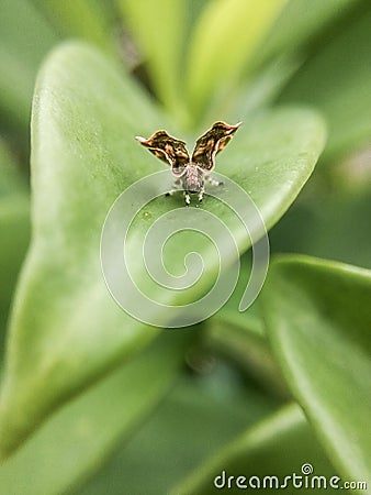 Moths Stock Photo