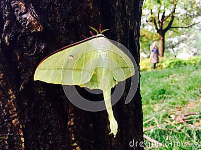 moths Stock Photo