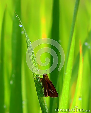 moth Stock Photo