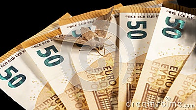 Moths resting on a fan of fifty euro banknotes, a sign or omen, on a black background Stock Photo