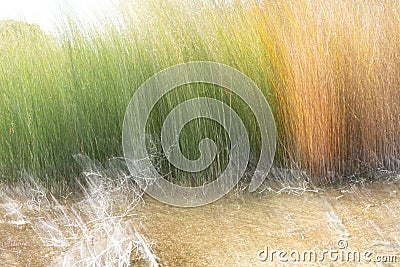 Motion Blur Orange and green reeds growing in shallow pool with dead tree branches Stock Photo