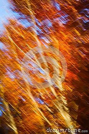 Motion blur of trees in an autumn forest Stock Photo