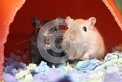 Motion of funny guinea pigs with cute poses Stock Photo