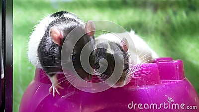 Two Funny Rats Look Out of the Cage and Beg for Food. Pet Rats Close Up Stock Video - Video of card, close: 201485901 Two Funny Rats Look Out of the Cage and Beg for Food. Pet Rats Close Up Stock Video - Video of card, close: 201485901
