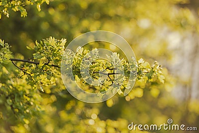 Fresh spring leaves in golden hour sunshine Stock Photo
