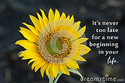 Motivational quote - It is never too late for a new beginning in your life. Hope inspirational words concept with sunflower plant Stock Photo