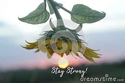 Motivational words - Stay strong. With the sun and sunflower at sunset sunrise background. Strength inspirational quote concept. Cartoon Illustration
