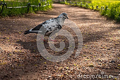 Motley black and white urban pigeon walking outdoors on the ground path in evening park at sunset. Speckled city dove Stock Photo