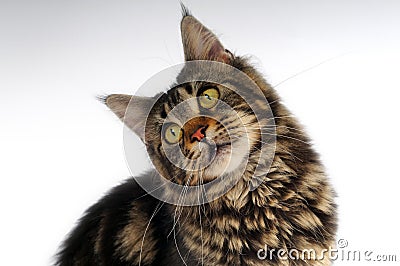Motley cat Stock Photo