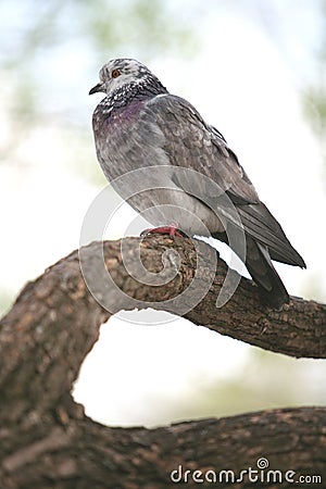 Motley Dove Stock Photo