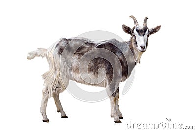 Motley goat isolated Stock Photo