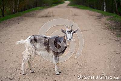 Motley goat on a road Stock Photo