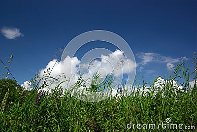 Motley grass and sky Stock Photo