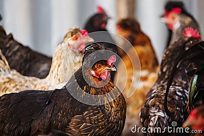 Motley hen with tuft of feathers. Crested breed Stock Photo