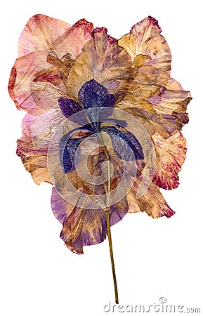 Multicolored applique of dried pressed iris flowers Stock Photo